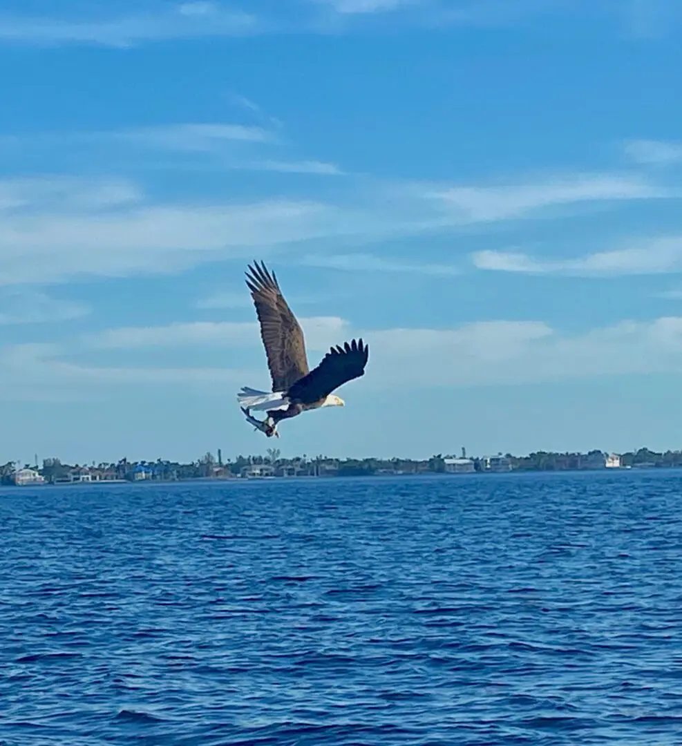 Bald Eagle