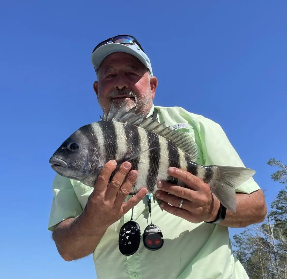 Sheepshead—Caloosahatchee