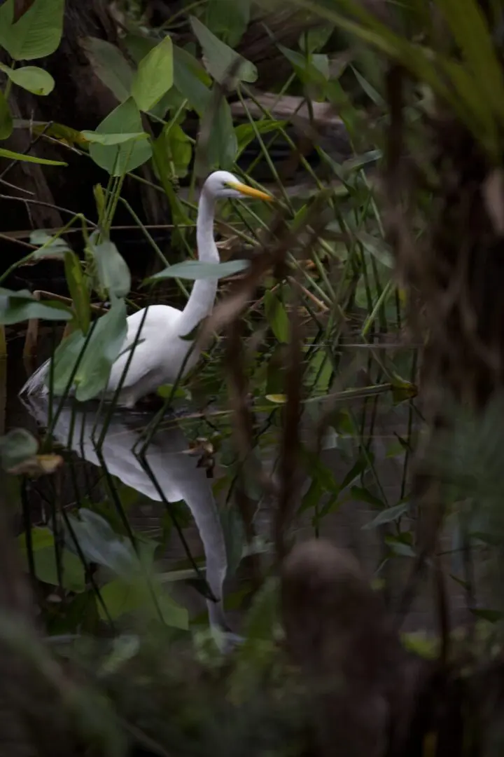 Great Egret