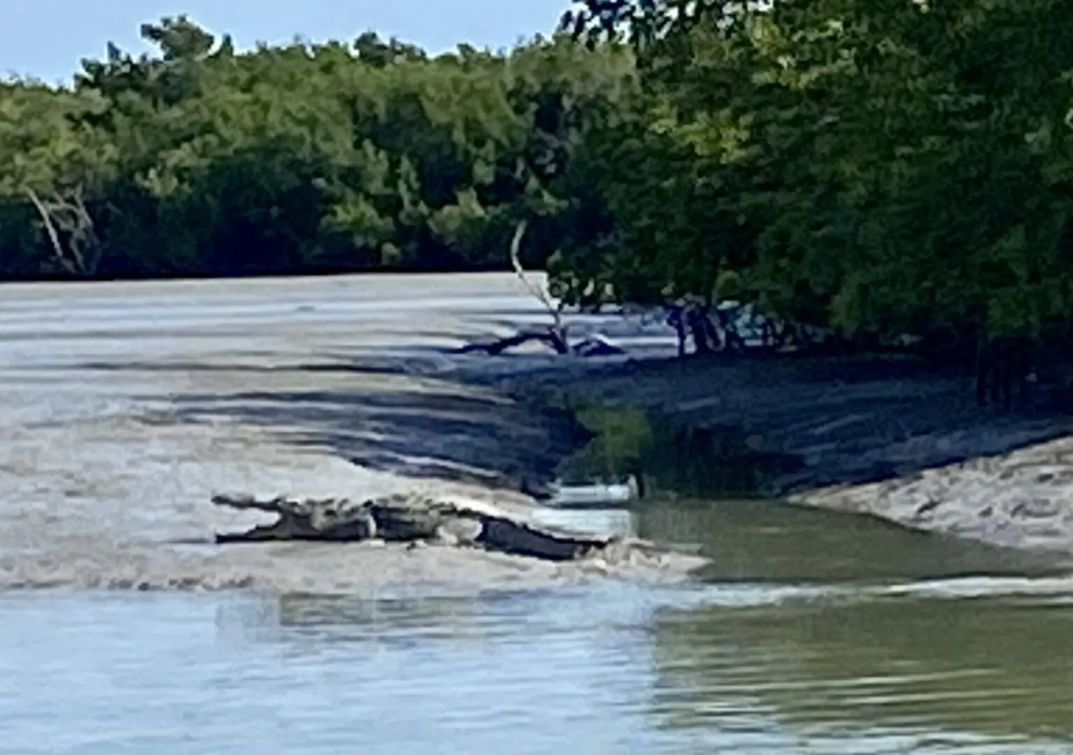 A crocodile over water