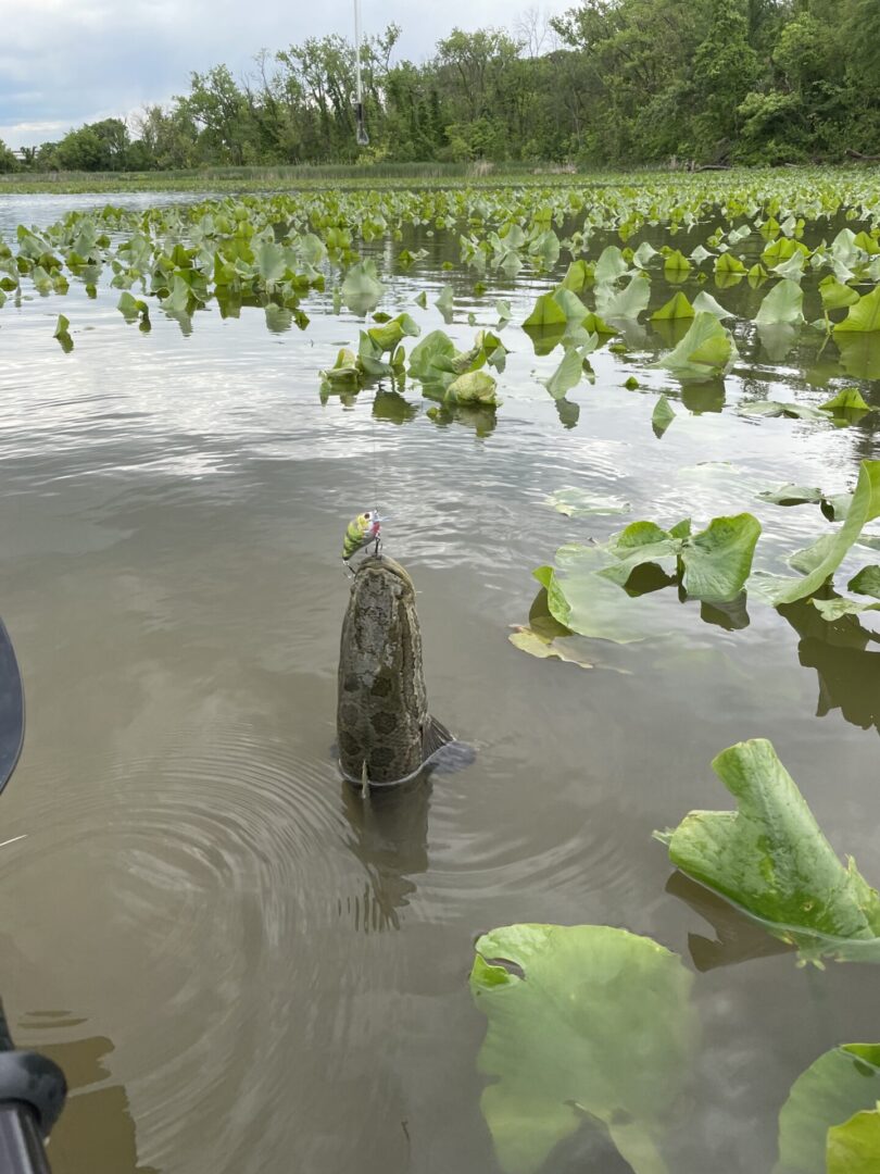 A fish swimming in a body of water with lily pads.