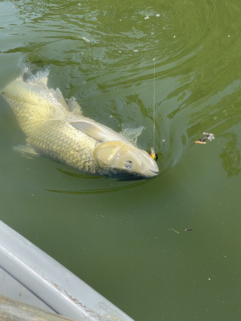 A fish in water with a fishing hook.