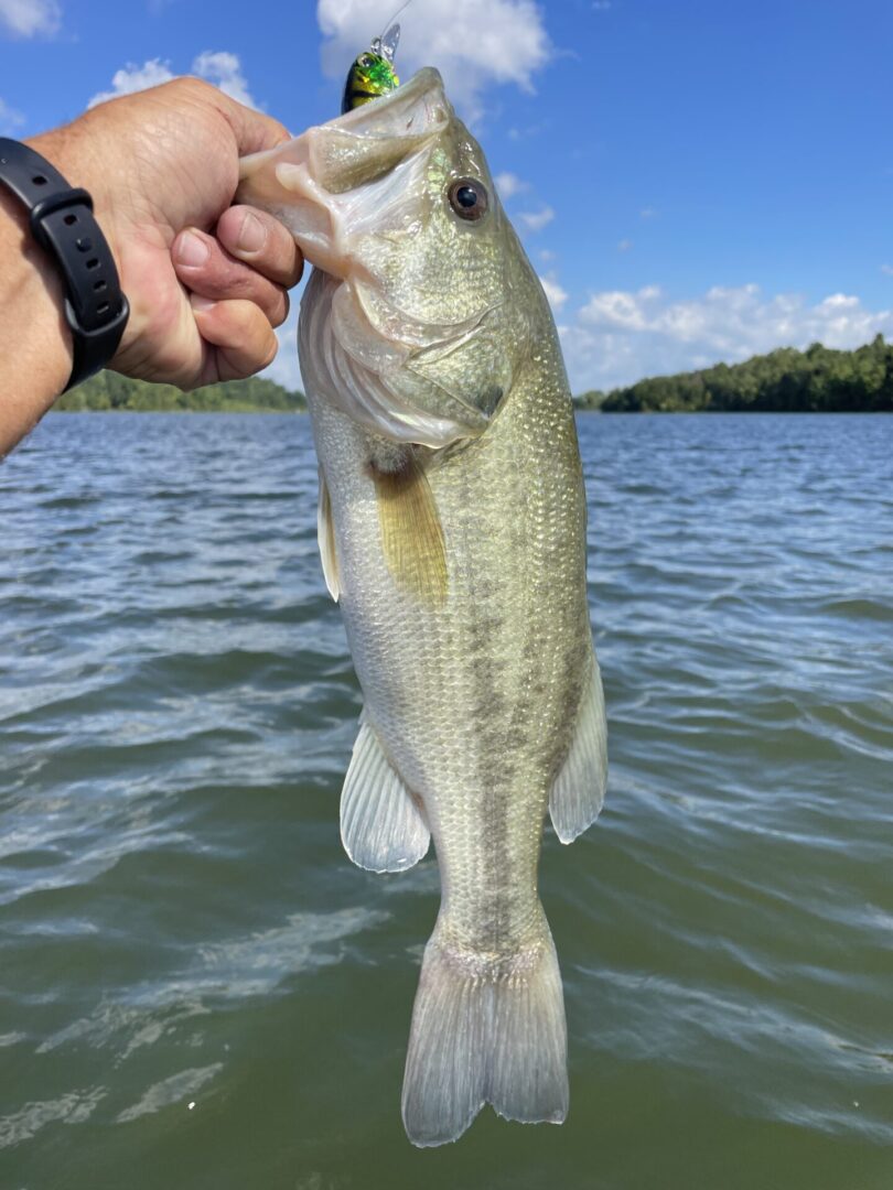 A hand holding a fish.