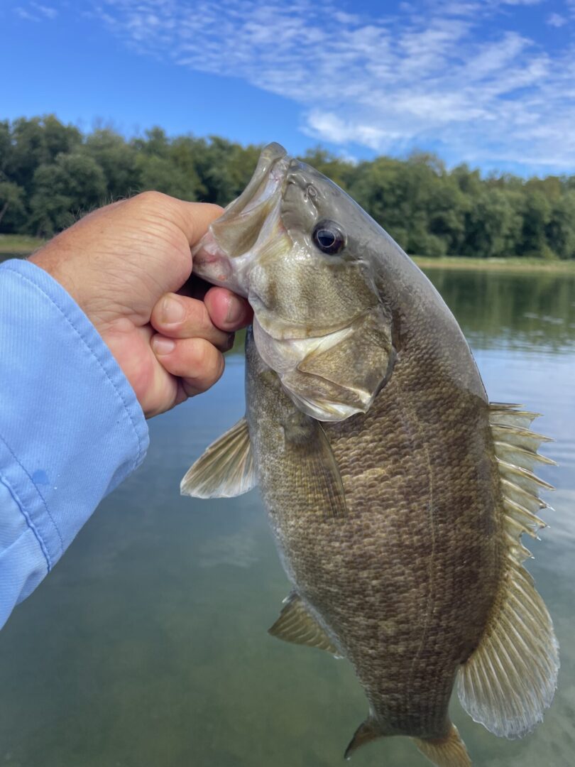 A person holding a large bass in their hand.