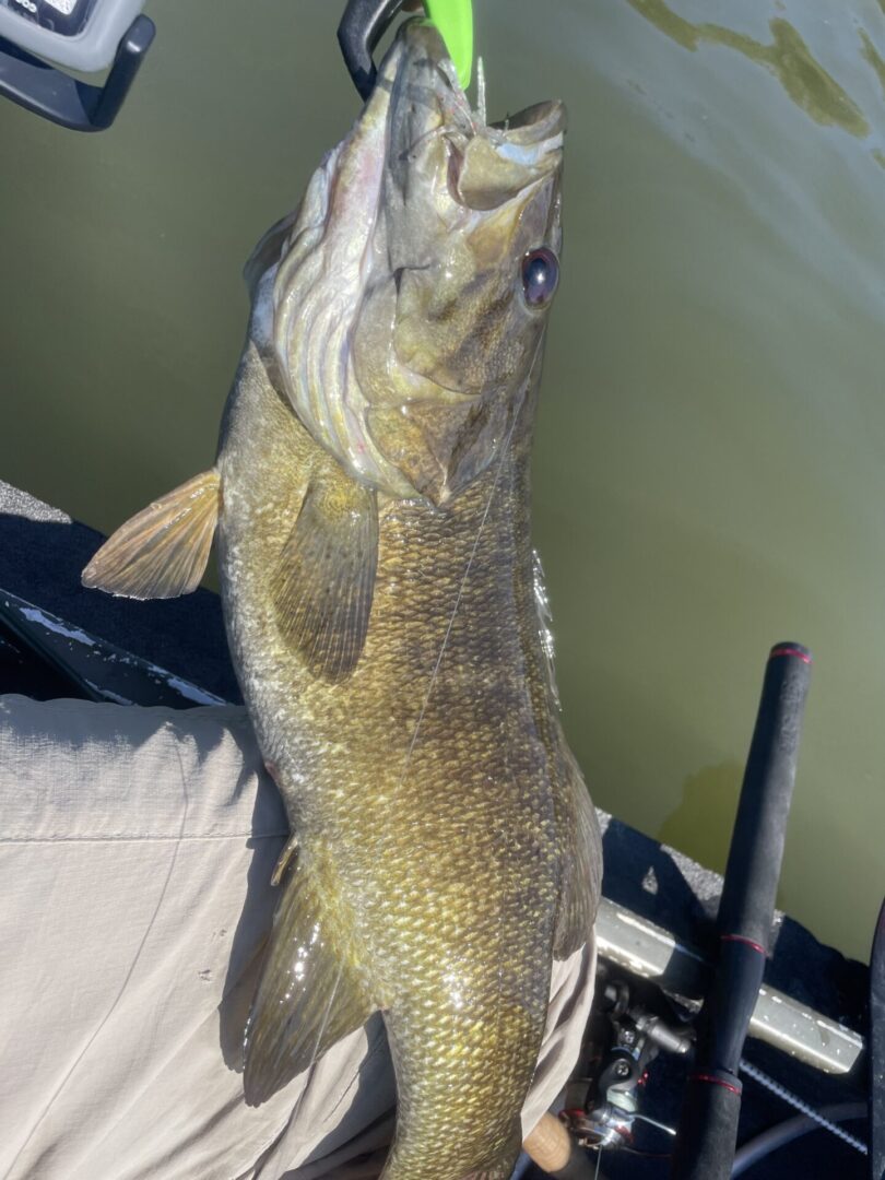 A large bass is being held up by a person in a boat.