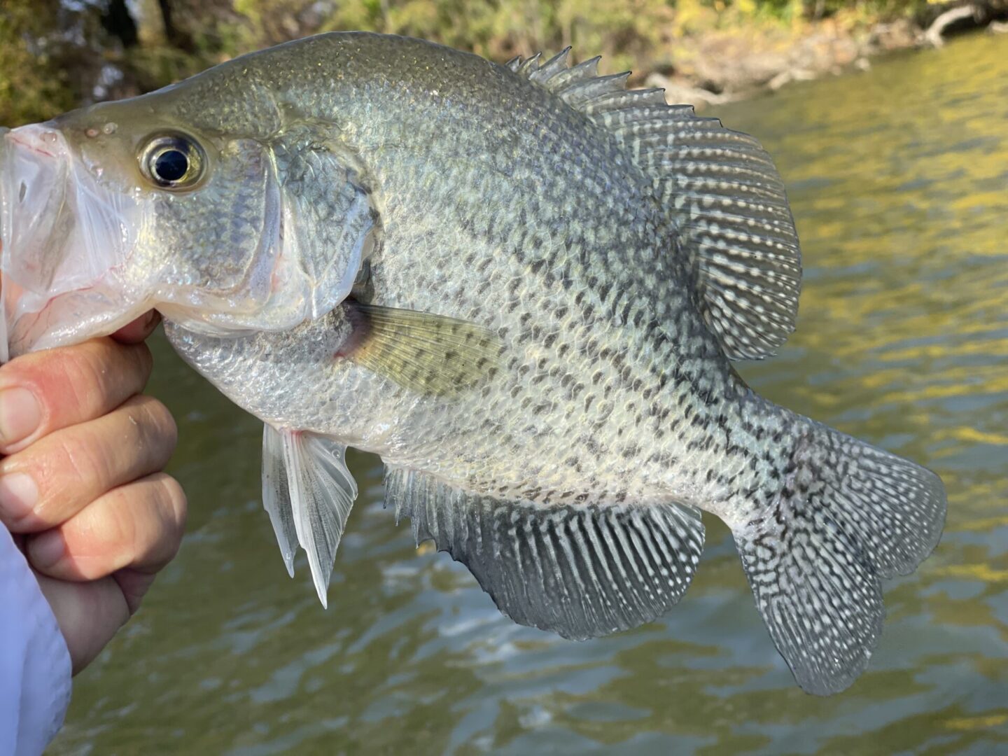 Black Crappie