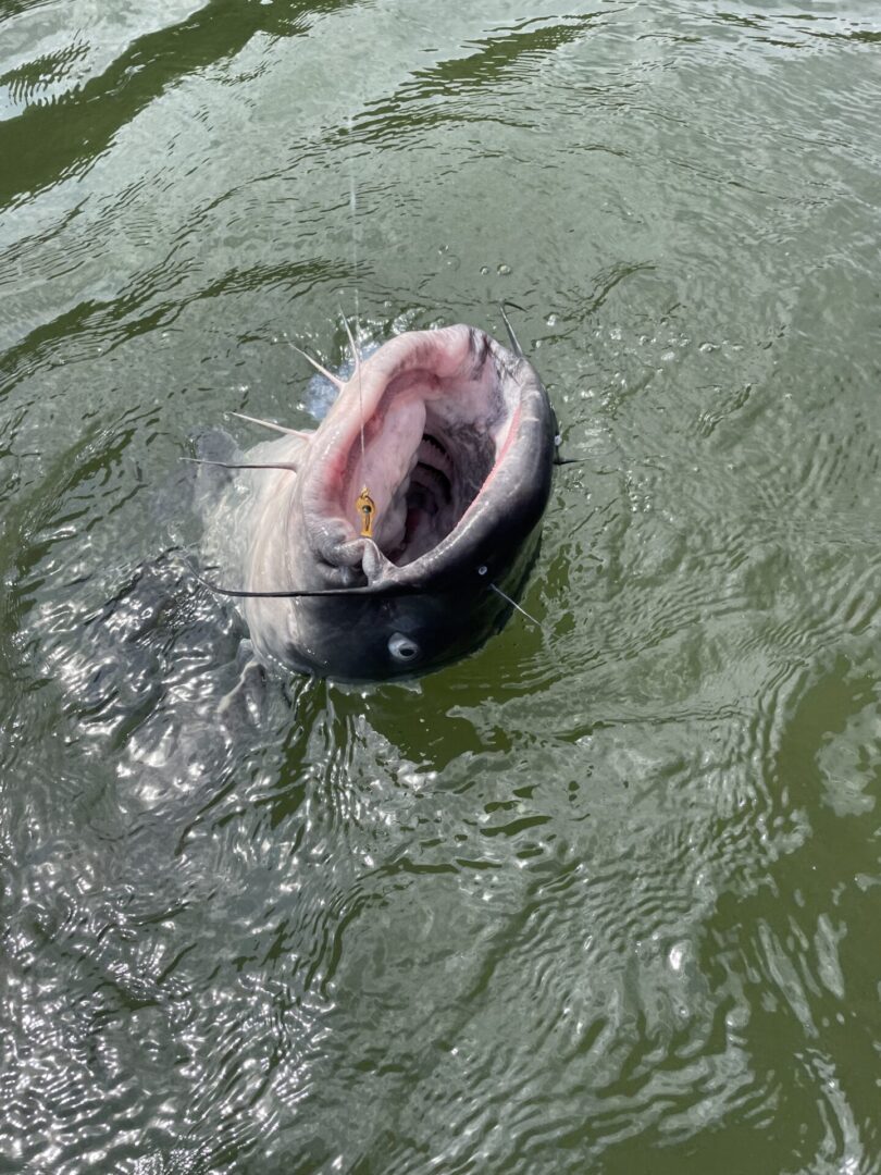 A fish with its mouth open in the water.