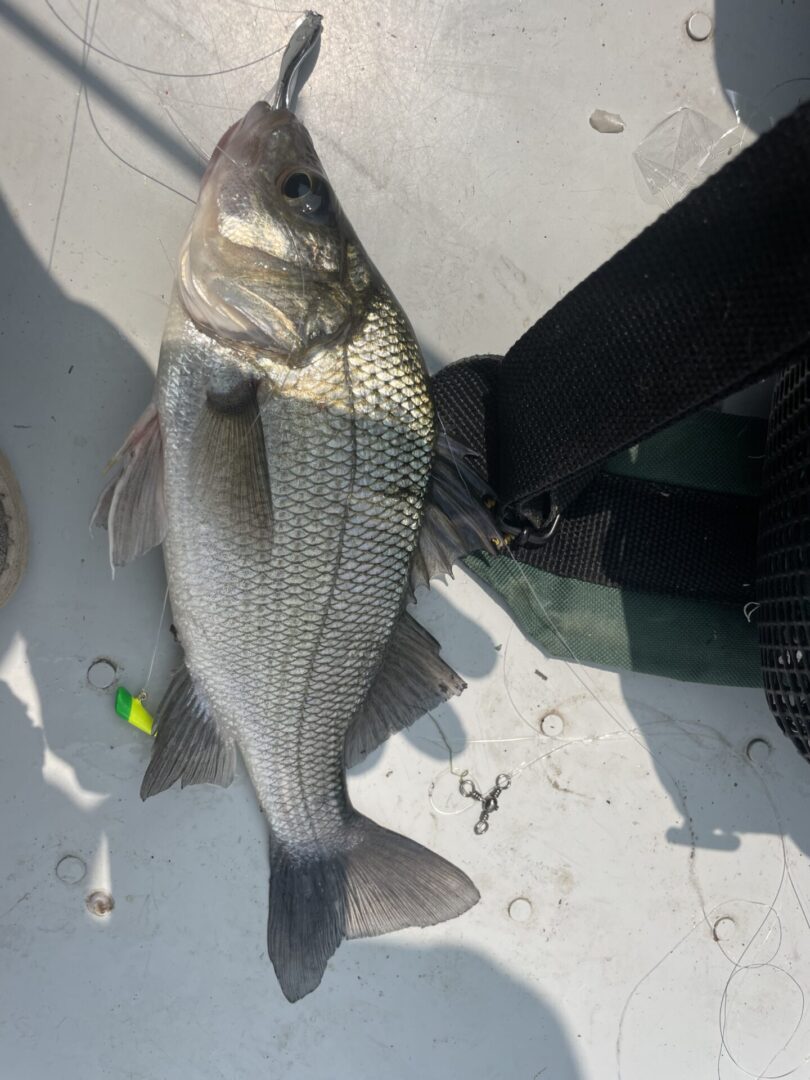 A fish on a fishing line.