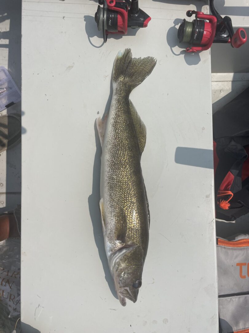 A large fish sitting on top of a boat.