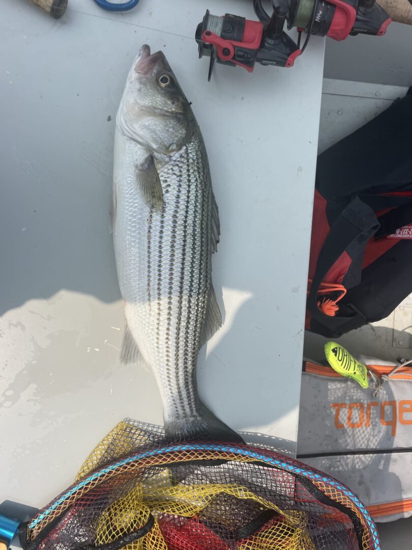 A striped bass is sitting on a fishing net.