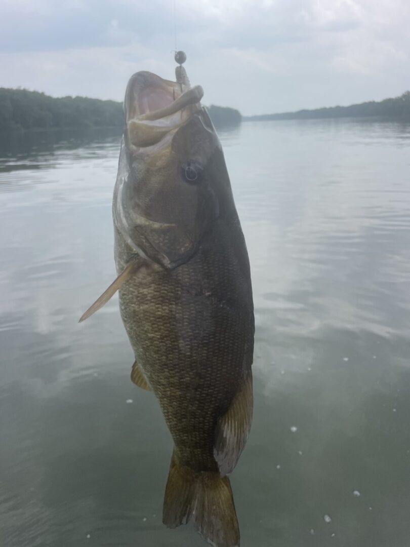 A large bass is hanging from a fishing rod.