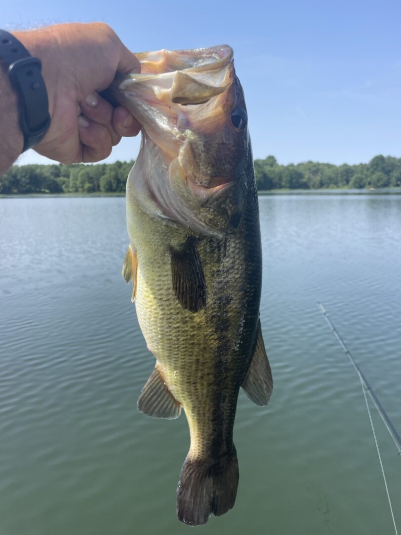 A person holding up a large bass on a lake.