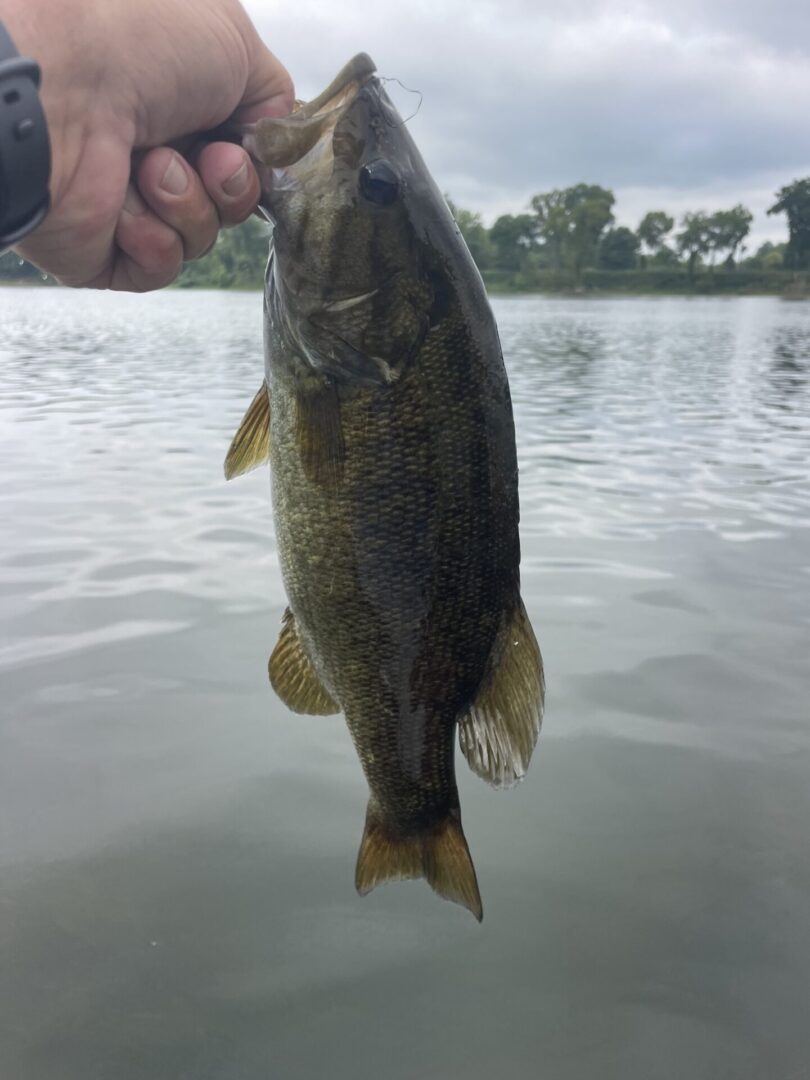 A person holding a large bass in the water.