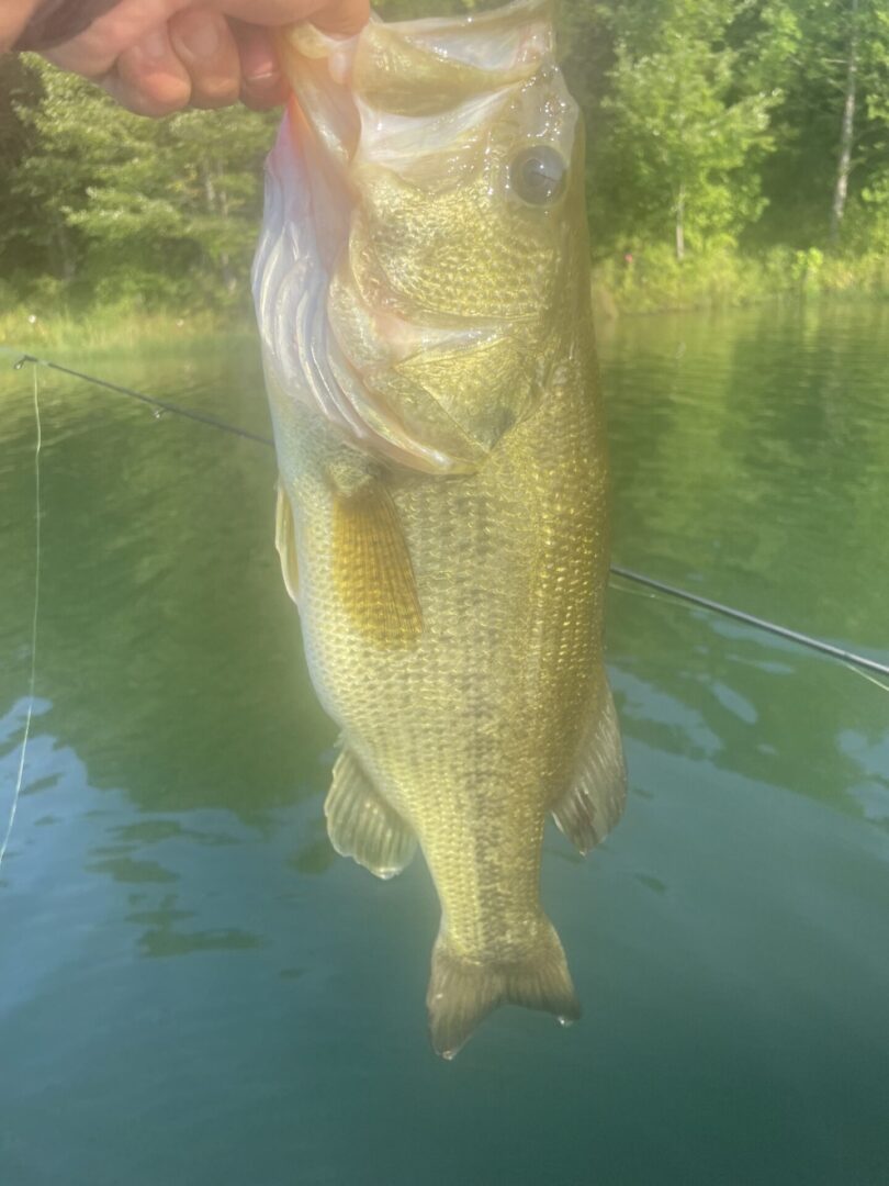 A large bass is being held up by a person.