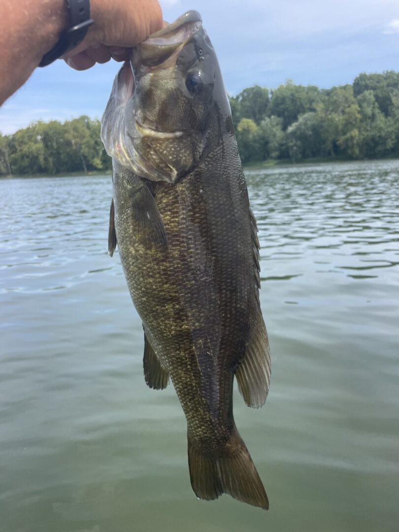 A person holding a large bass in the water.