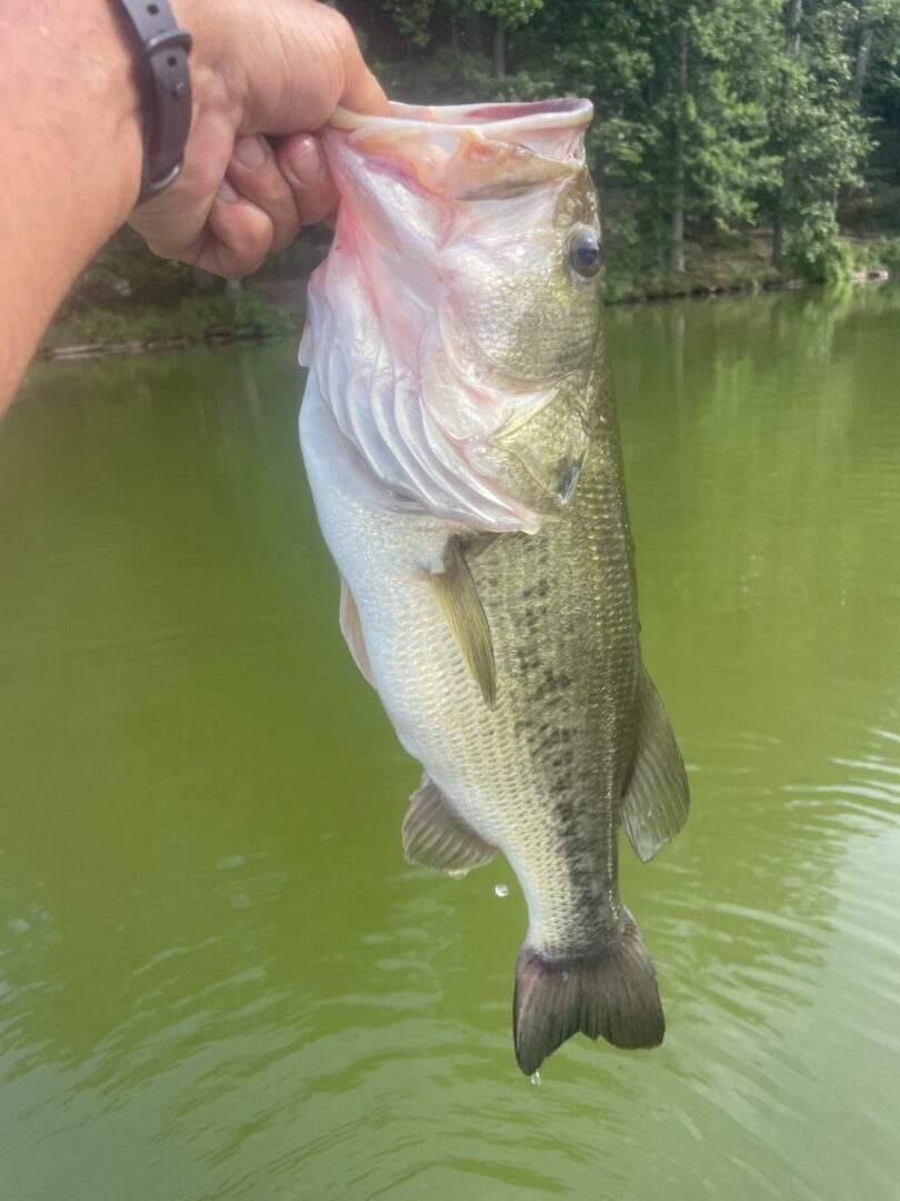 A hand holding a fish.