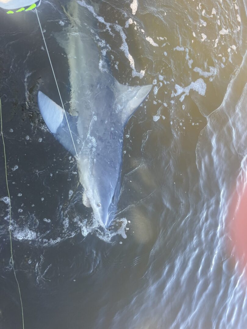 A person is fishing for a shark in the water.