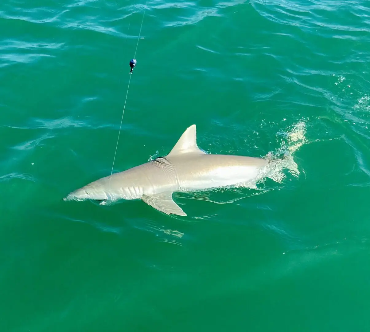 Reef Shark Big Carlos Pass closeup