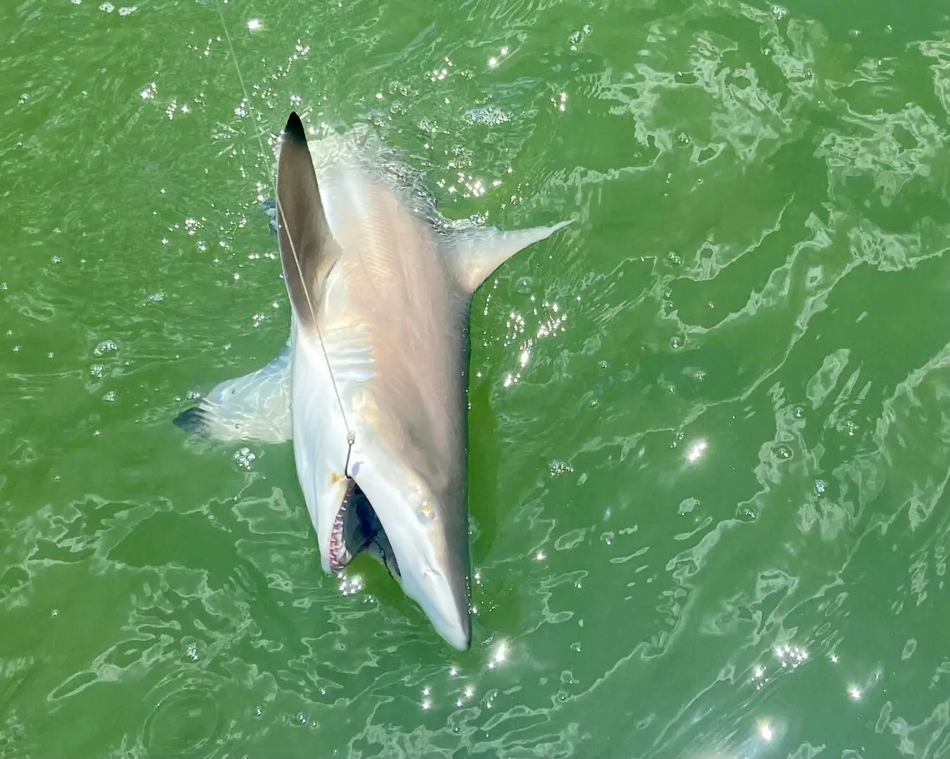 Blacktip Shark Estero Bay on the display