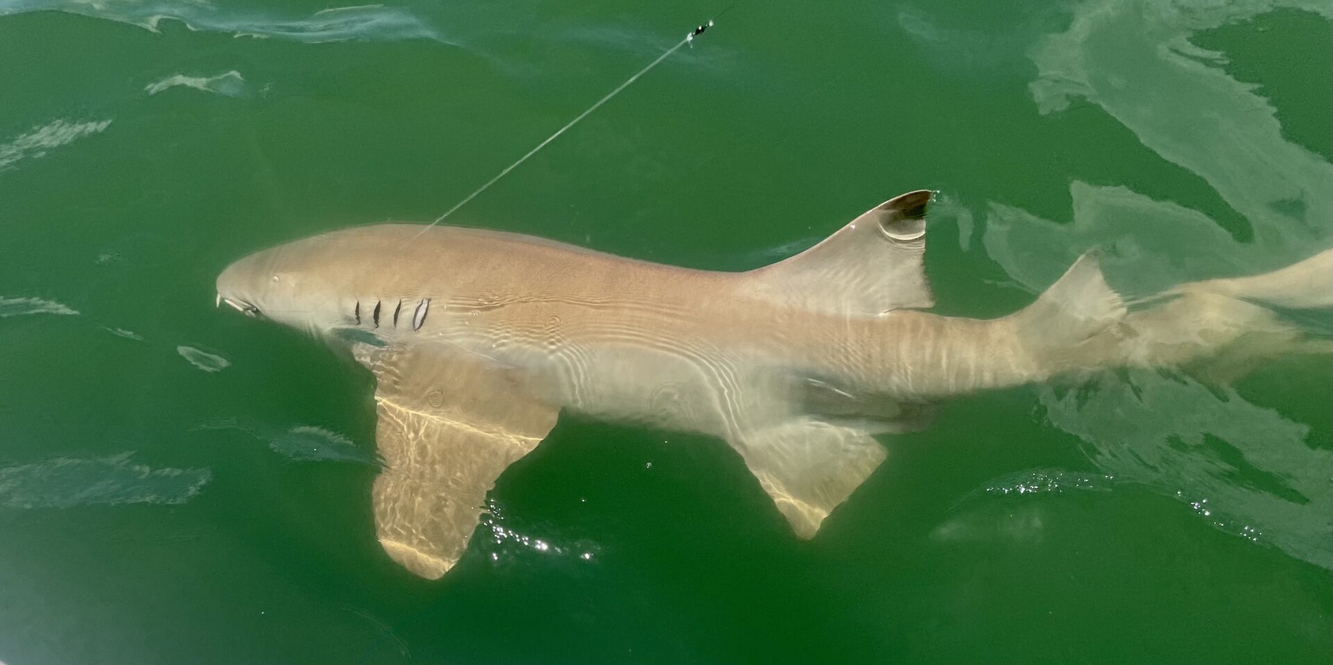 Nurse Shark—Sanibel