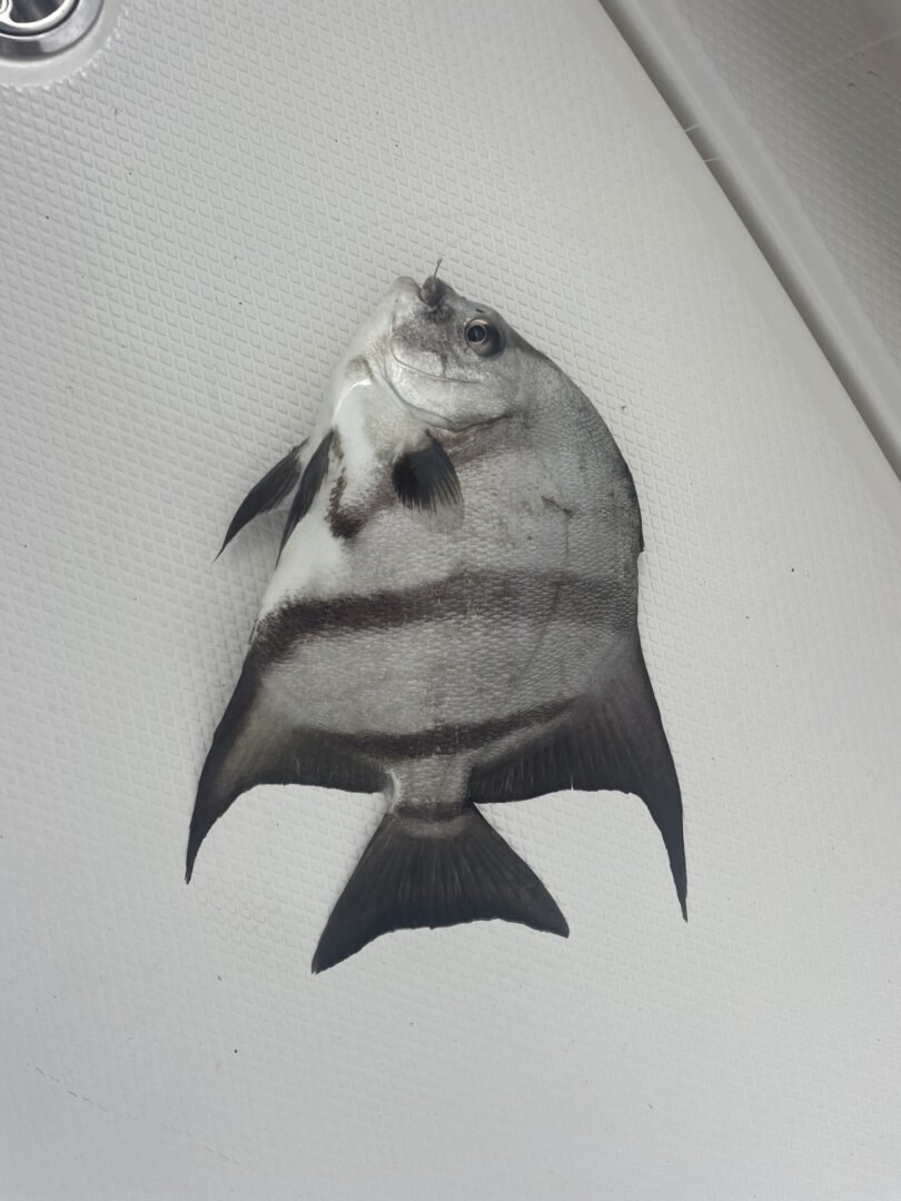 Atlantic Spadefish—Sanibel