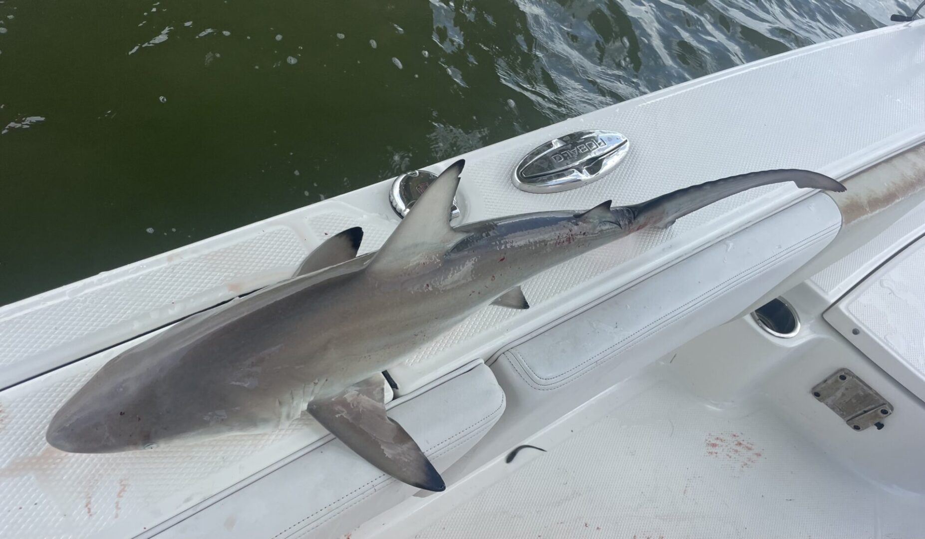 Blacktip Shark Sanibel closeup shot